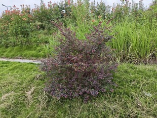 草地上的紫色小灌木