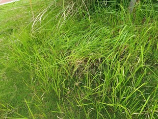 茂盛的绿色草地