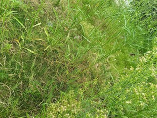 野外繁茂的绿色植物景观