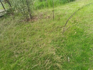 户外草地与小树景观