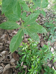 绿叶植物生长于地面