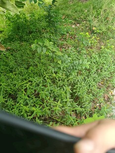 近景下的翠绿草地