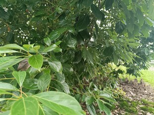 绿叶间的植物景致