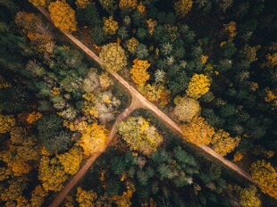 秋日森林交叉小径美景