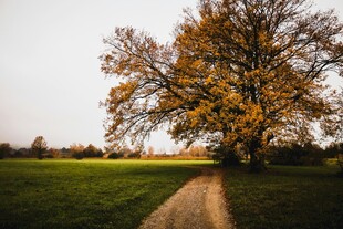 秋日独树旁的小径风光