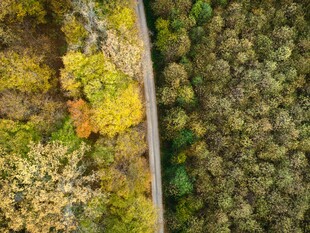 俯瞰多彩树林与道路