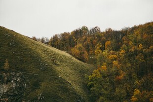 秋日山坡多彩植被景观