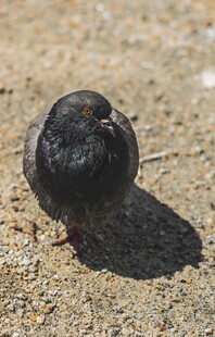 地面上的黑色小鸟