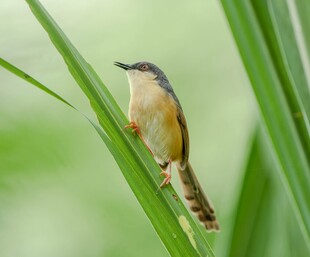 绿叶间的小巧鸟儿