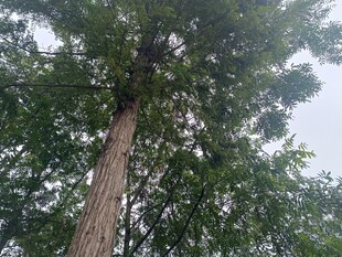 仰视高大繁茂的参天树木