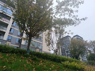 城市中绿树环绕的现代建筑