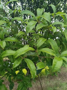 绿叶间的黄色小花