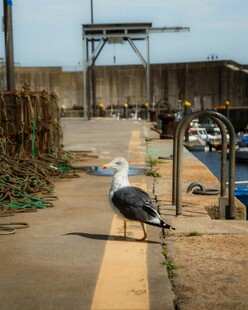 路边站立的海鸥