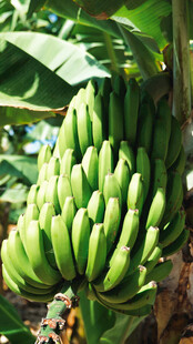 树上成串的青香蕉
