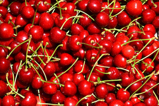 饱满鲜红的新鲜樱桃