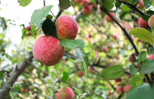 枝头红苹果