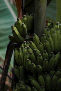 一串青绿的未成熟香蕉