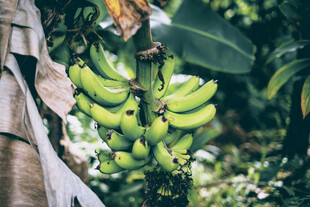 树上挂着的青绿香蕉