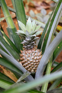 菠萝植株上的成熟菠萝