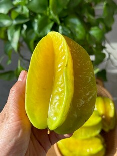 手捧切开的新鲜杨桃