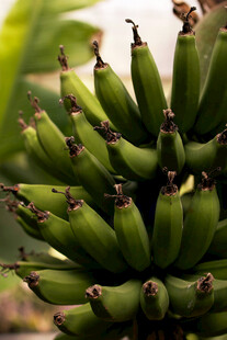 一串青绿的未成熟香蕉