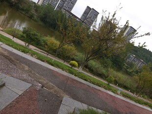 城市中绿植环绕的道路