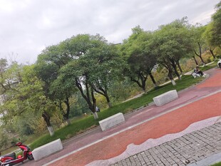 城市公园中的绿树与步道