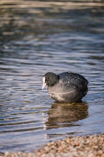 水鸟于浅滩处低头觅食