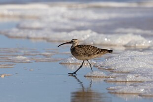 海滩上行走的长嘴鸟