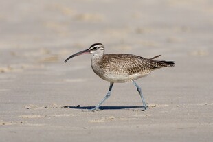 沙滩上行走的长嘴小鸟