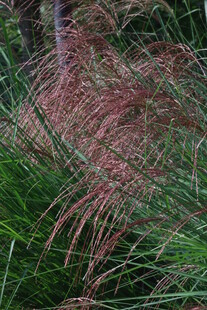 芒草 