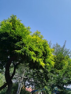 金秋彩叶  
