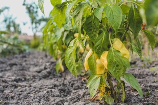 田间生长的黄绿相间辣椒苗