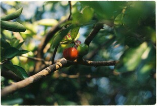 枝头红果 绿意相伴