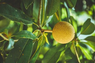 枝头黄果伴绿叶