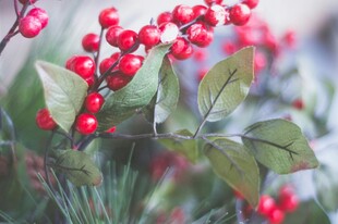 红果绿叶植物特写