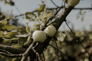 枝头挂着的青色果实