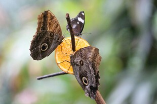蝴蝶群聚于橙色果实上