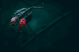 深海中的神秘红色生物