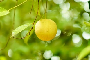 金黄百香果挂于翠绿枝头