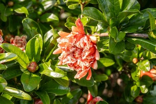 娇艳石榴花绽放绿叶间