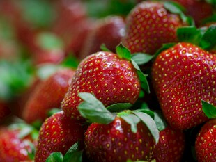 新鲜饱满的红草莓