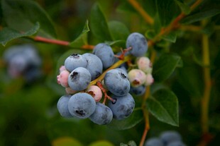 饱满诱人的成熟蓝莓