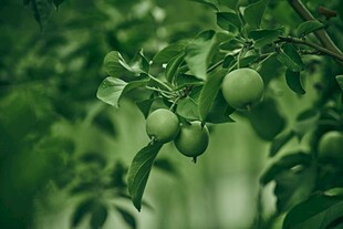 青苹果挂在翠绿枝头