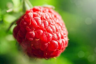 鲜红饱满的成熟树莓