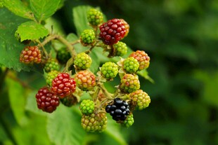 枝头的多彩树莓果实