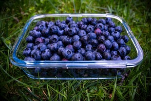 草地上的透明盒蓝莓