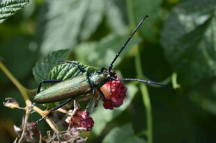 绿甲虫栖于红果绿叶间