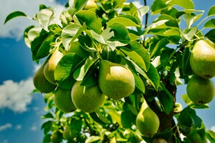 枝头挂满鲜嫩青梨