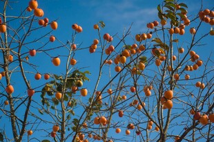 蓝天映衬下的累累柿子果